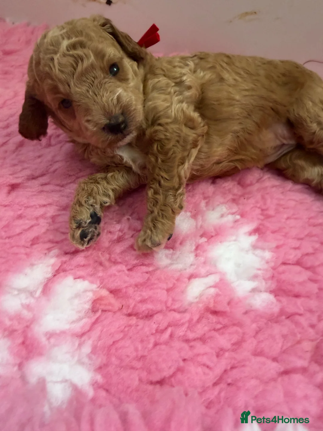 Labradoodle dogs for sale: Extensively DNA  ToY/mini labradoodle parents DNA  - Advert 12