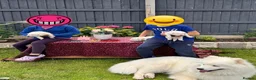 Samoyed dogs for sale: Bundle of joy 3 Puppy - Advert 12