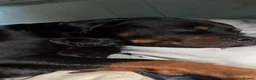 Rottweiler dogs for sale: Beautiful litter from Roxy & Tyson  in Saint Helens - Advert 4