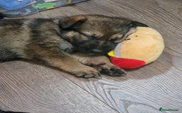 German Shepherd dogs for sale: Working line german shepherd puppies  - Image 4