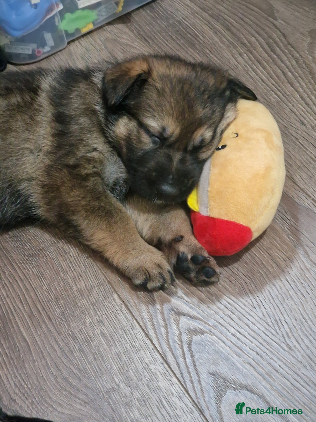 German Shepherd dogs for sale: Working line german shepherd puppies  - Image 4