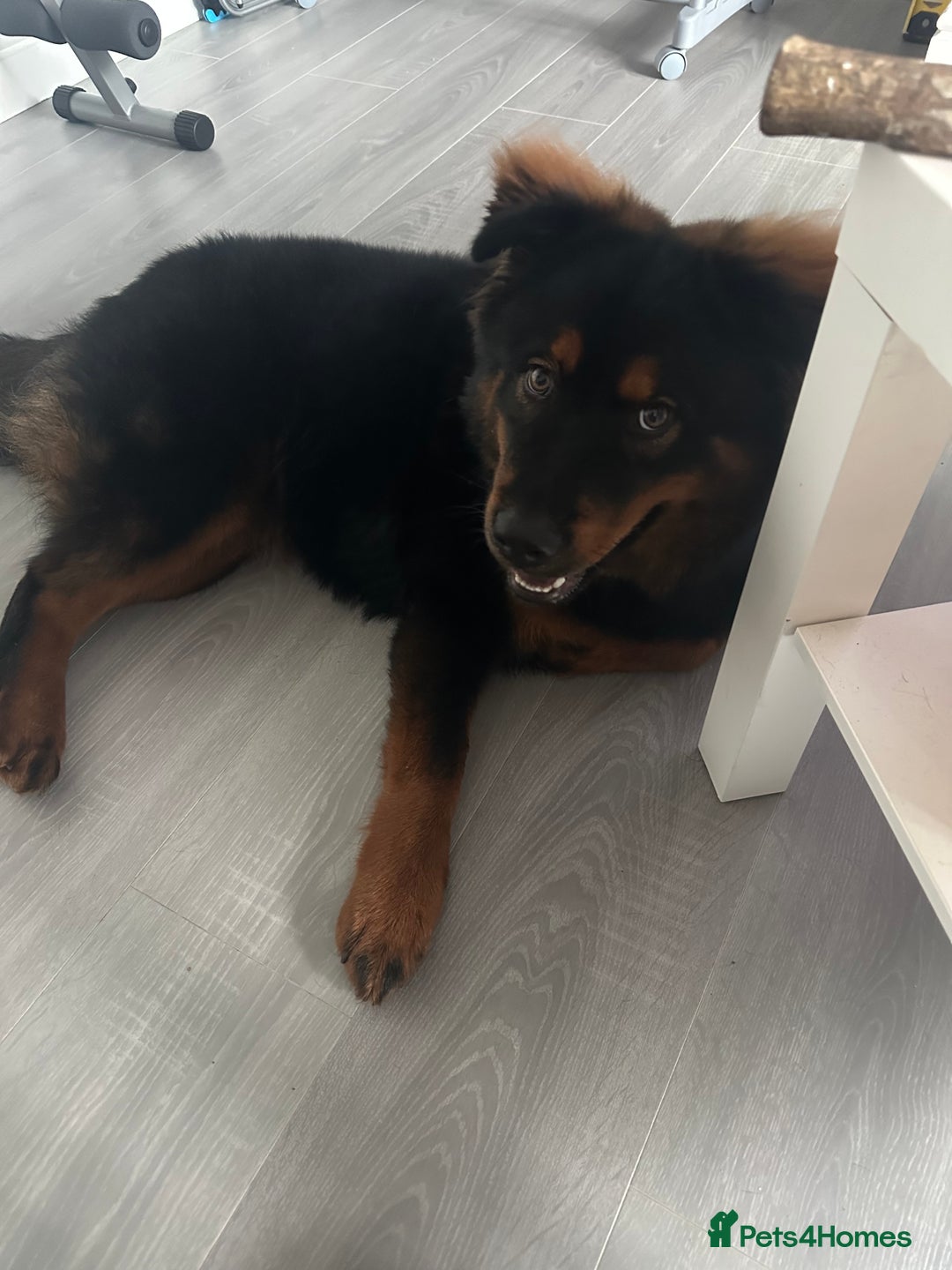 Mixed Breed dogs for sale: Rottweiler x Chow Chow - Image 1