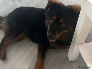 Mixed Breed dogs - Advert 16