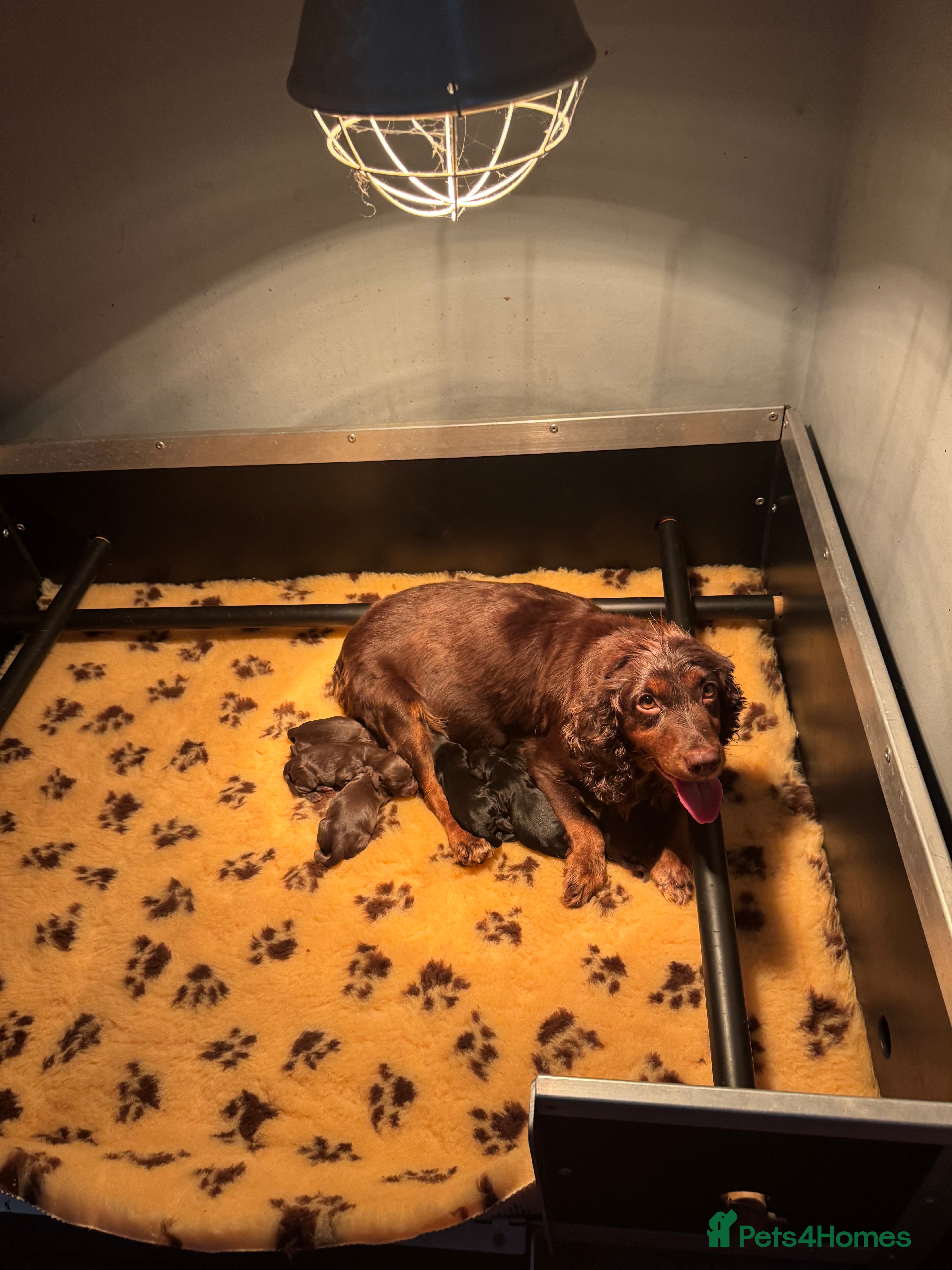 Cocker Spaniel dogs READY- KC Reg Working Cocker Spaniel male pups - Advert 2