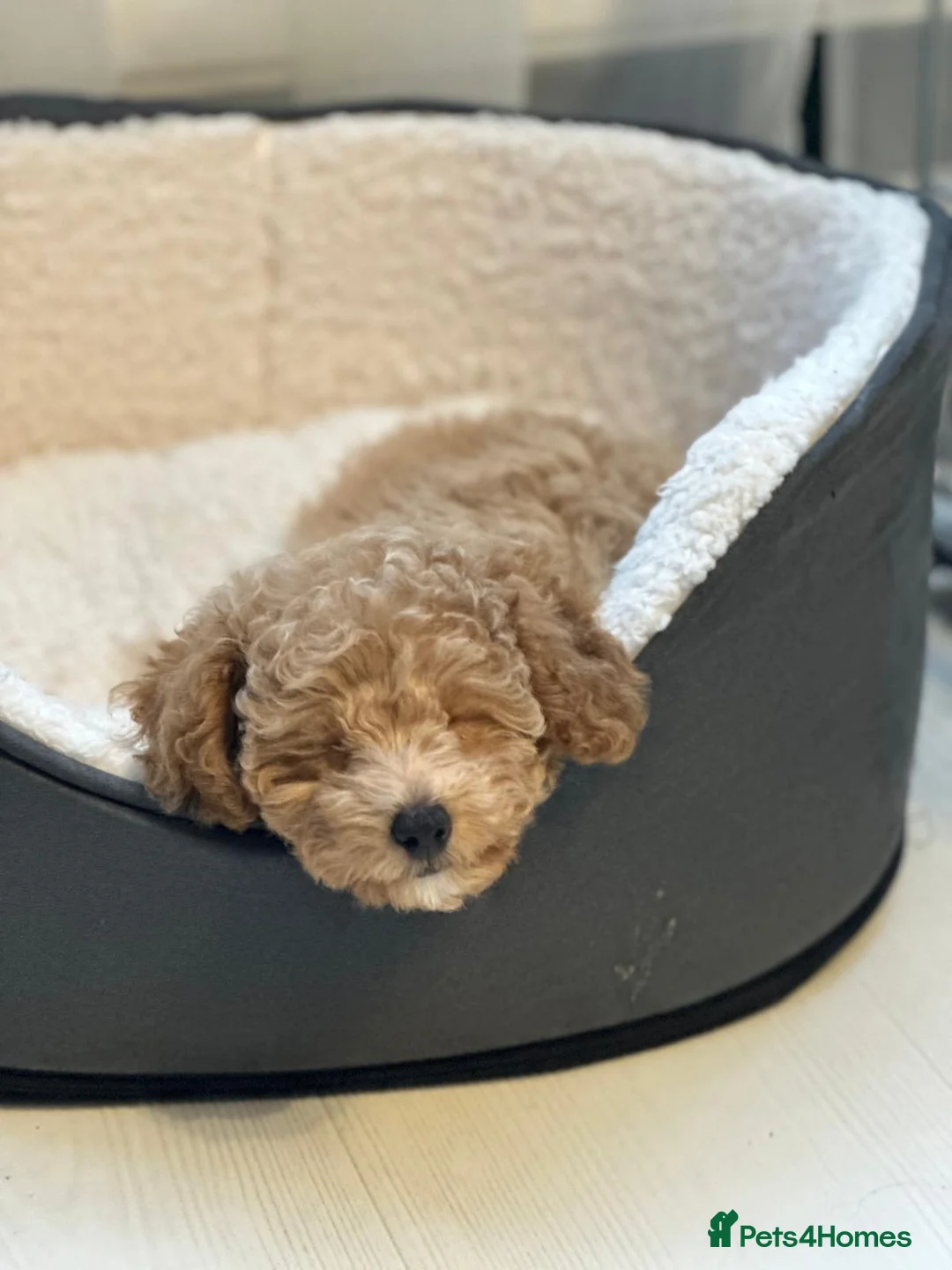 Miniature Poodle dogs for sale: Miniature Poodle - Advert 2