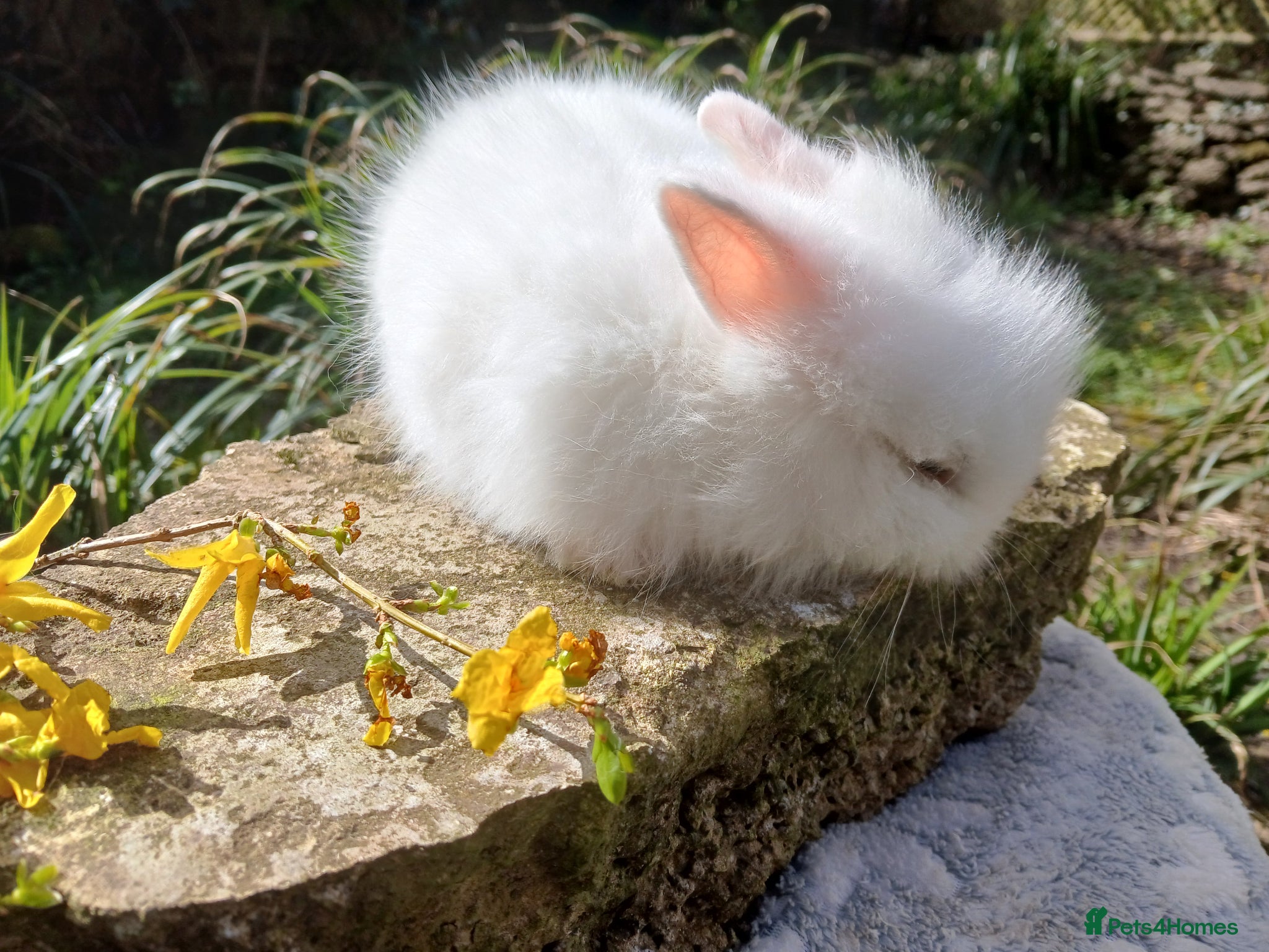 Lionhead rabbits Stunning DM Lionhead baby rabbit - Advert 12
