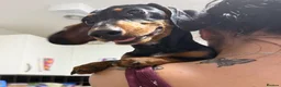 Dachshund dogs for sale: Miniature dachshund 6 month puppy - Advert 4