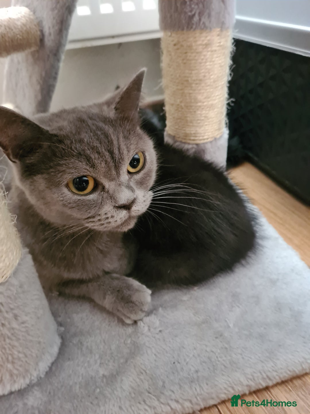 Mixed Breed cats for sale: Pure british shorthair mixed kittens for sale  - Image 5