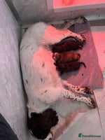 Cocker Spaniel dogs - Advert 5