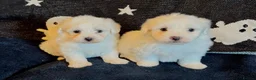 Maltese dogs for sale: Gorgeous Maltese puppies last boy and girl  - Advert 1