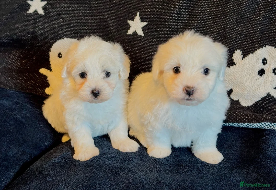 Maltese dogs for sale: Gorgeous Maltese puppies last boy and girl  - Advert 1