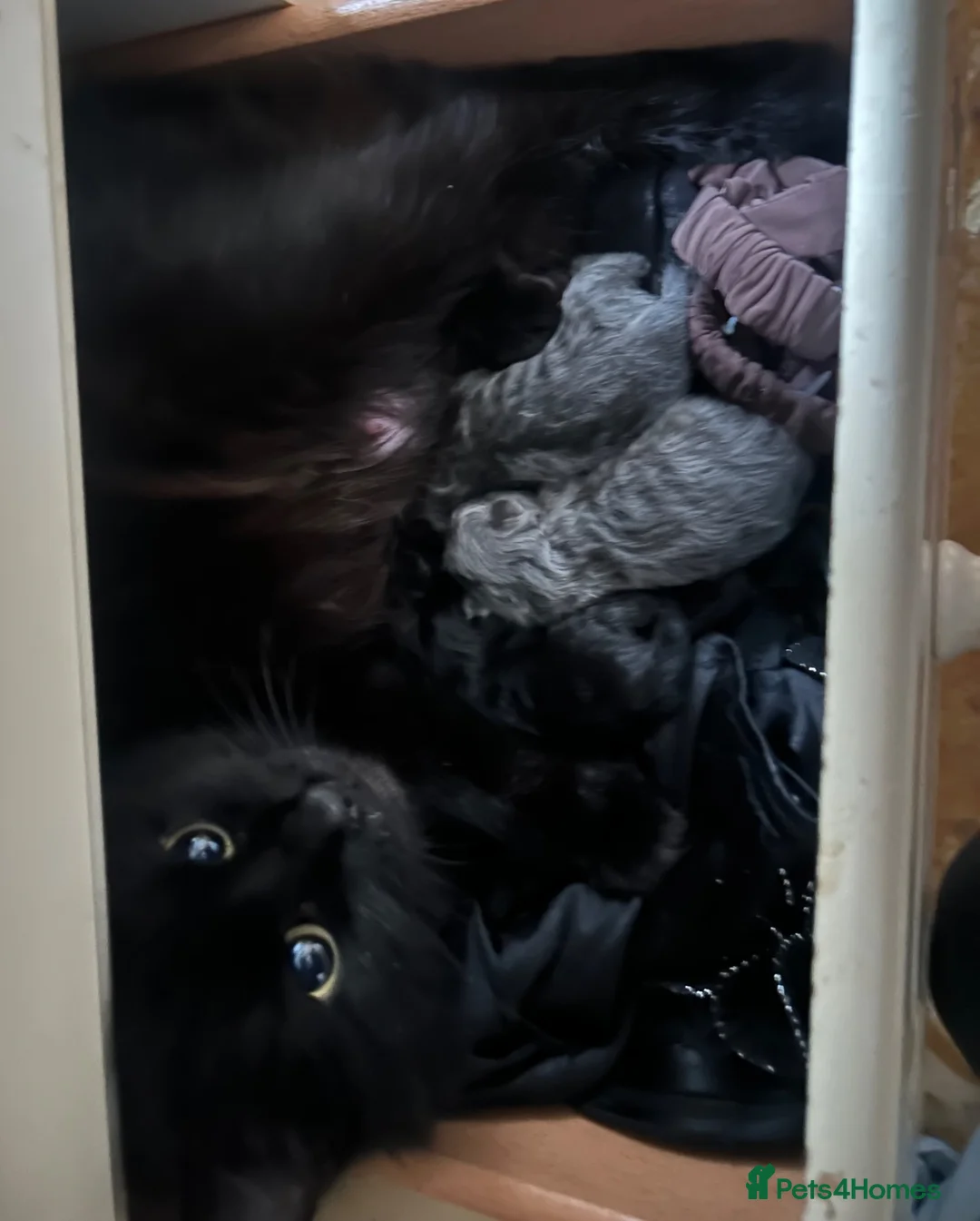Mixed Breed cats for sale: Norwegian first cat X Russian Blue £200!! - Advert 1