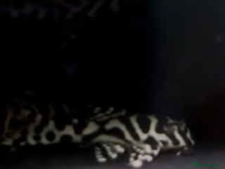 Plecos fish - Advert 11