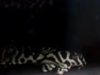 Plecos fish L236rb. Cracked Zebra Plecos. - Advert 5