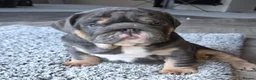 English Bulldog dogs for sale: Blue Boy English Bulldog 💥MASSIVELY REDUCED💥) in Derby - Advert 1