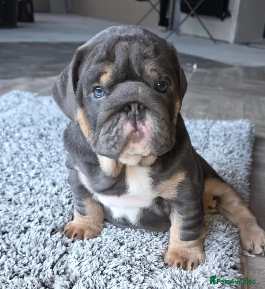 English Bulldog dogs for sale: Blue Boy English Bulldog 💥MASSIVELY REDUCED💥) in Derby - Advert 1