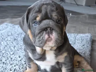 English Bulldog dogs Blue Boy English Bulldog 💥MASSIVELY REDUCED💥) in Derby - Advert 2