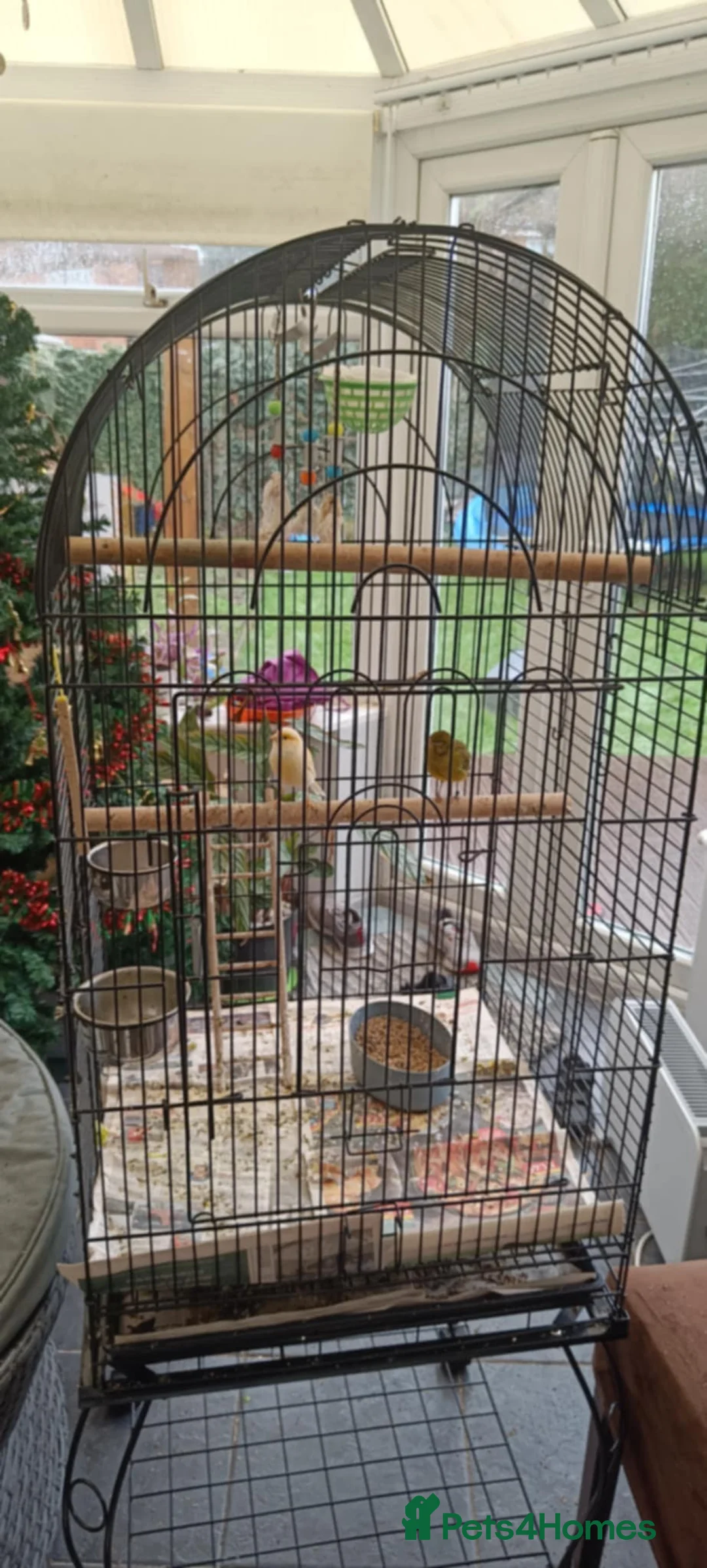 Canaries birds for sale: Canaries for sale with big cage - Advert 3