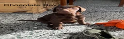 Labrador Retriever dogs for sale: Chunky Labrador Puppies - Advert 10