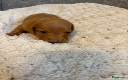 Dachshund dogs for sale: Stunning Chocolate & Cream puppies  - Image 4