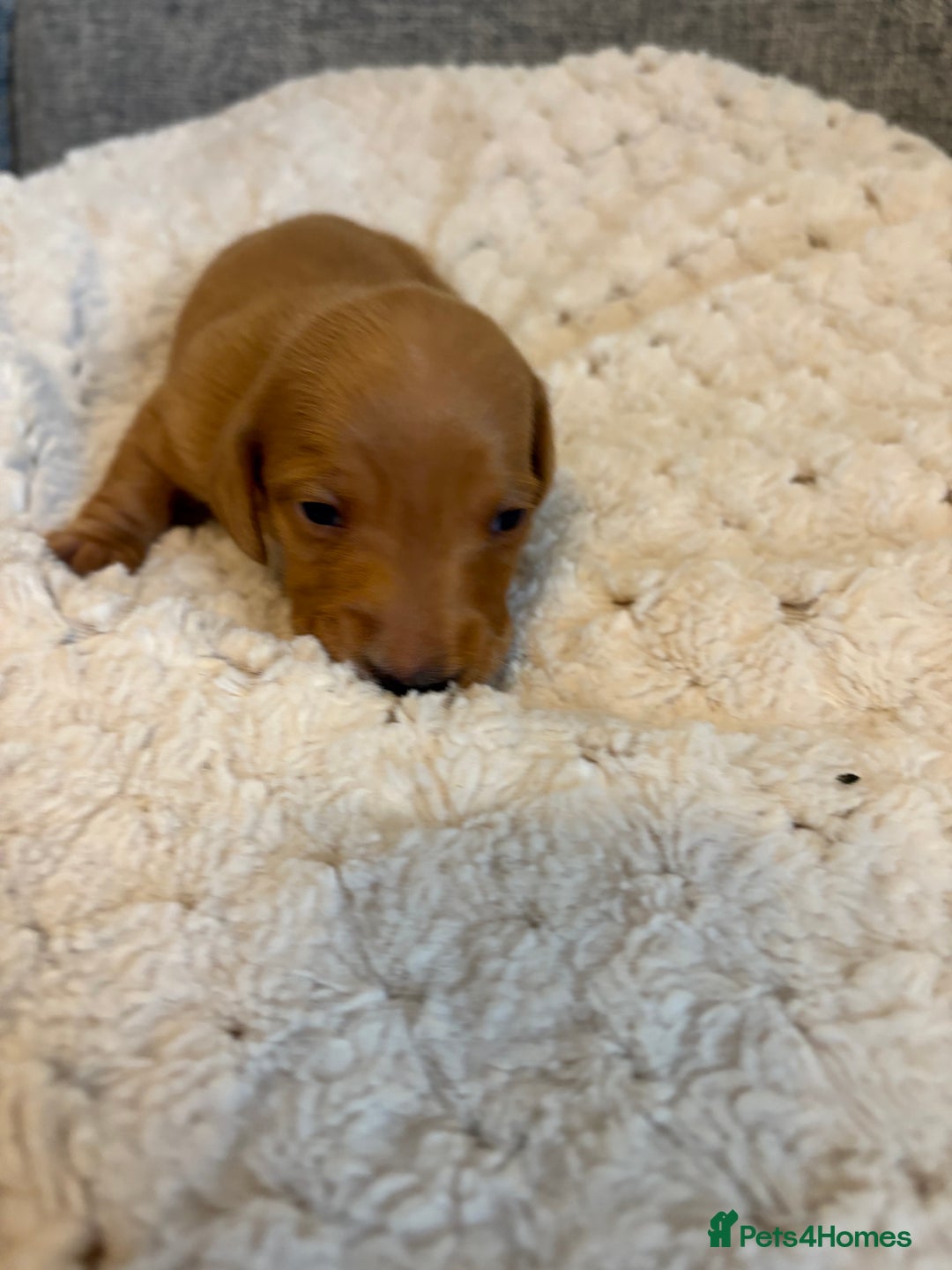Dachshund dogs for sale: Stunning Chocolate & Cream puppies  - Image 4