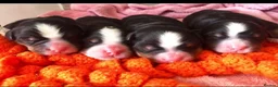Bernese Mountain Dog dogs for sale: Well Trained Home  Bernese Mountain Pups  in Reading - Advert 14