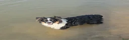Australian Shepherd dogs for stud: Calm and well-balanced Australian shepherd 🐕‍🦺 - Advert 3