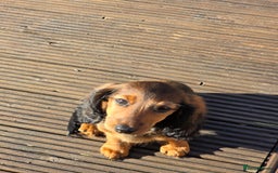 Dachshund dogs for sale: Red long-haired standard dachshund puppies - Image 25