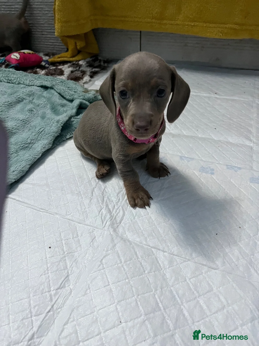 Dachshund dogs for sale: Miniature dachshunds - Advert 2