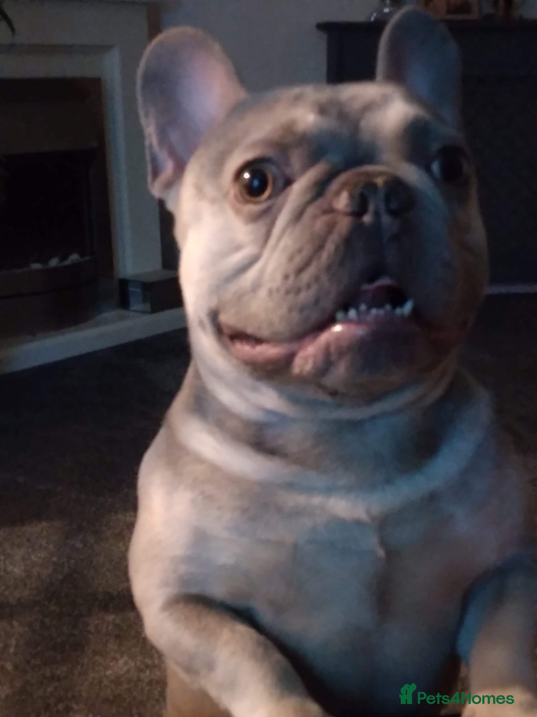 French Bulldog dogs for sale: Male French bulldog  - Image 6