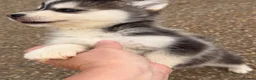 Pomsky dogs for sale: 6 beautiful pomsky 3 girls 3 boy ready to leave  - Advert 23