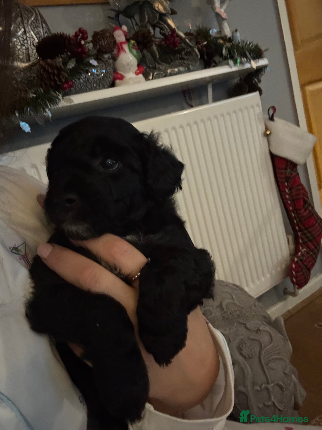 Mixed Breed dogs for sale: Cockapoochon puppies - Advert 5