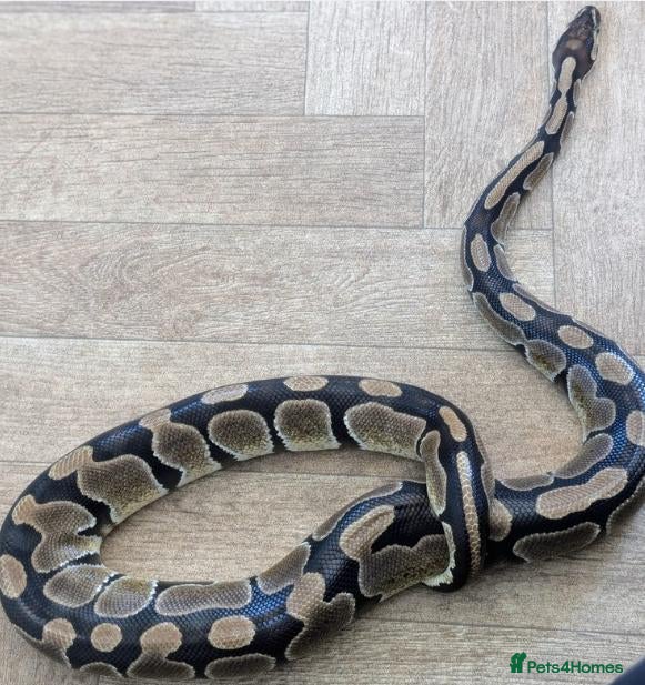 Python Snake reptiles Royal Python with the enclosure  - Advert 1