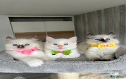 Ragdoll cats for sale: Registered Ragdoll kittens LAST GIRL HCM/PKD clear - Image 2