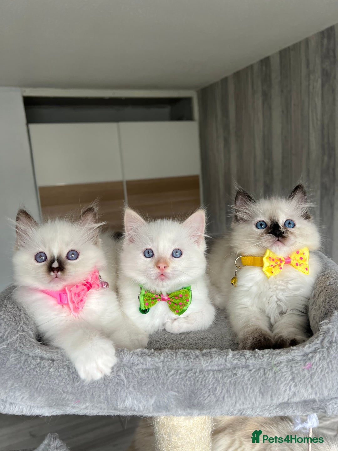 Ragdoll cats for sale: Registered Ragdoll kittens LAST GIRL HCM/PKD clear - Image 2