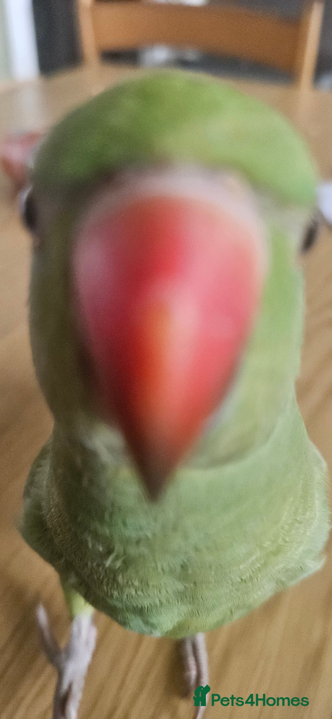 Ringnecks birds for sale: Hand reared male indian ringneck - Image 4