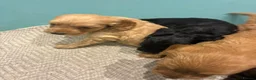 Cockapoo dogs for sale: Gorgeous cockatoo puppies  - Advert 19