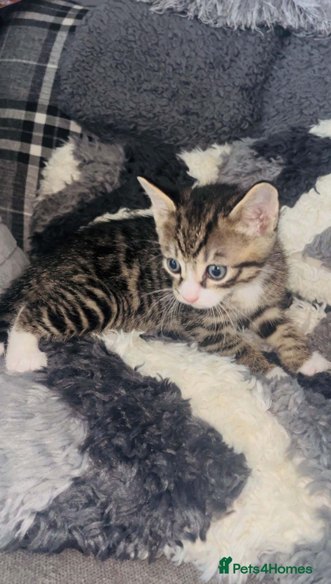 Mixed Breed cats for sale: Adorable Kittens with Stunning Markings - Image 6