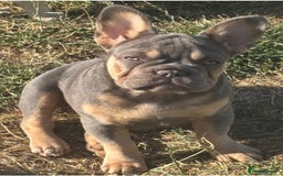French Bulldog dogs for sale: French Bulldog Puppies, pink and fluffy carriers - Image 30