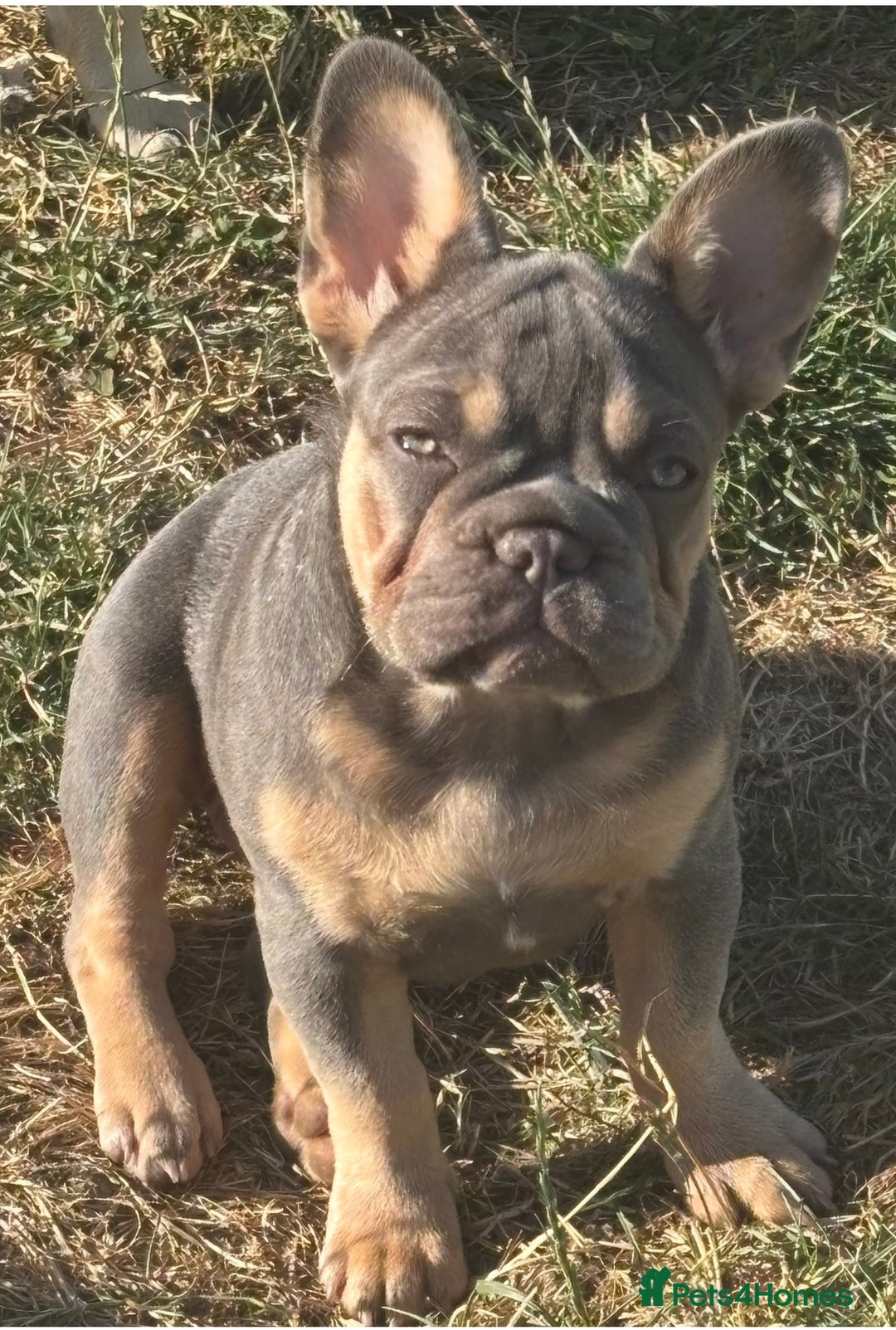 French Bulldog dogs for sale: French Bulldog Puppies, pink and fluffy carriers - Image 30
