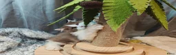 British Longhair cats for sale: Tica registered cinnamon bi colour  - Advert 12