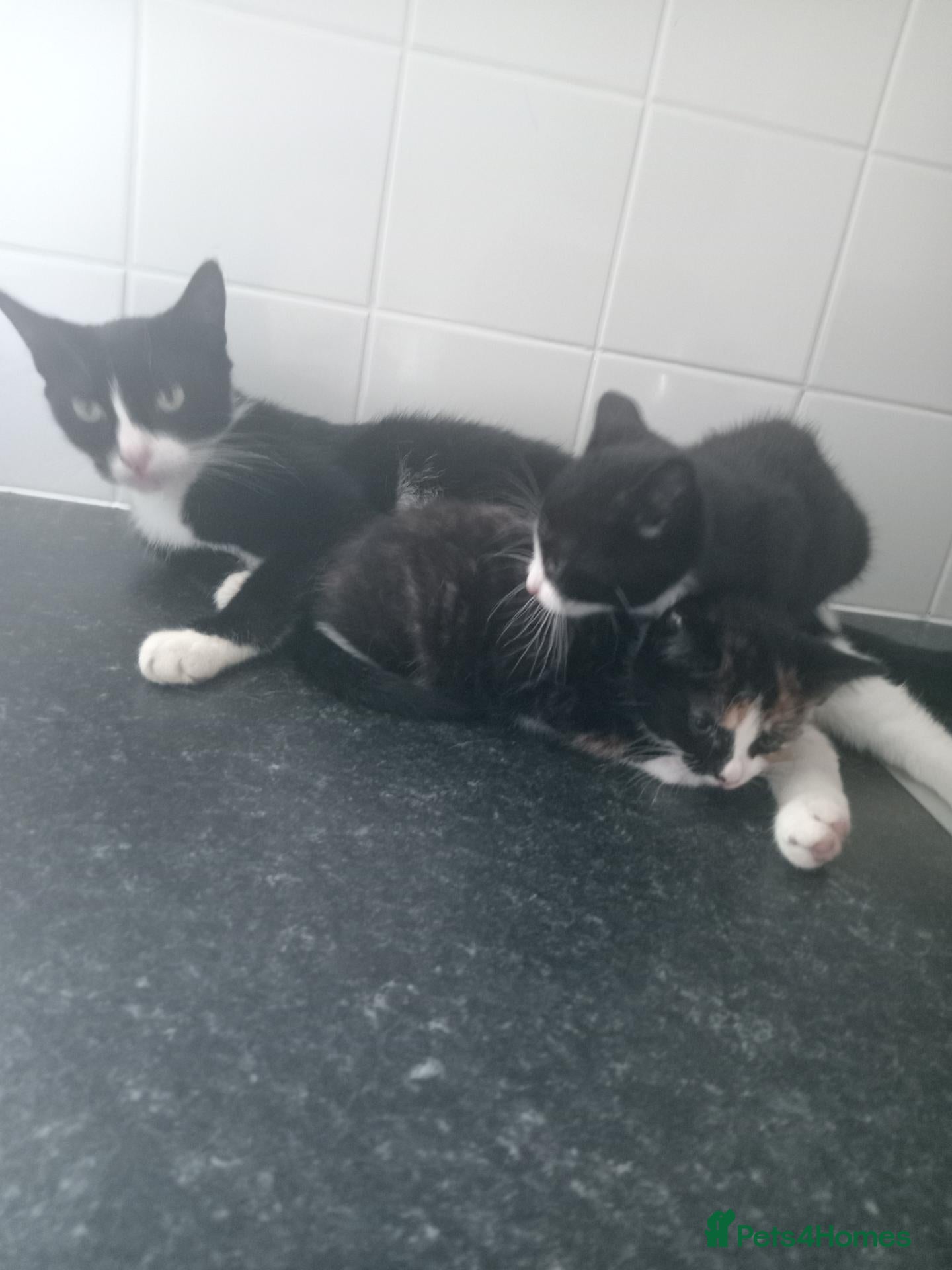 Mixed Breed cats Beautiful female kitten - Advert 5