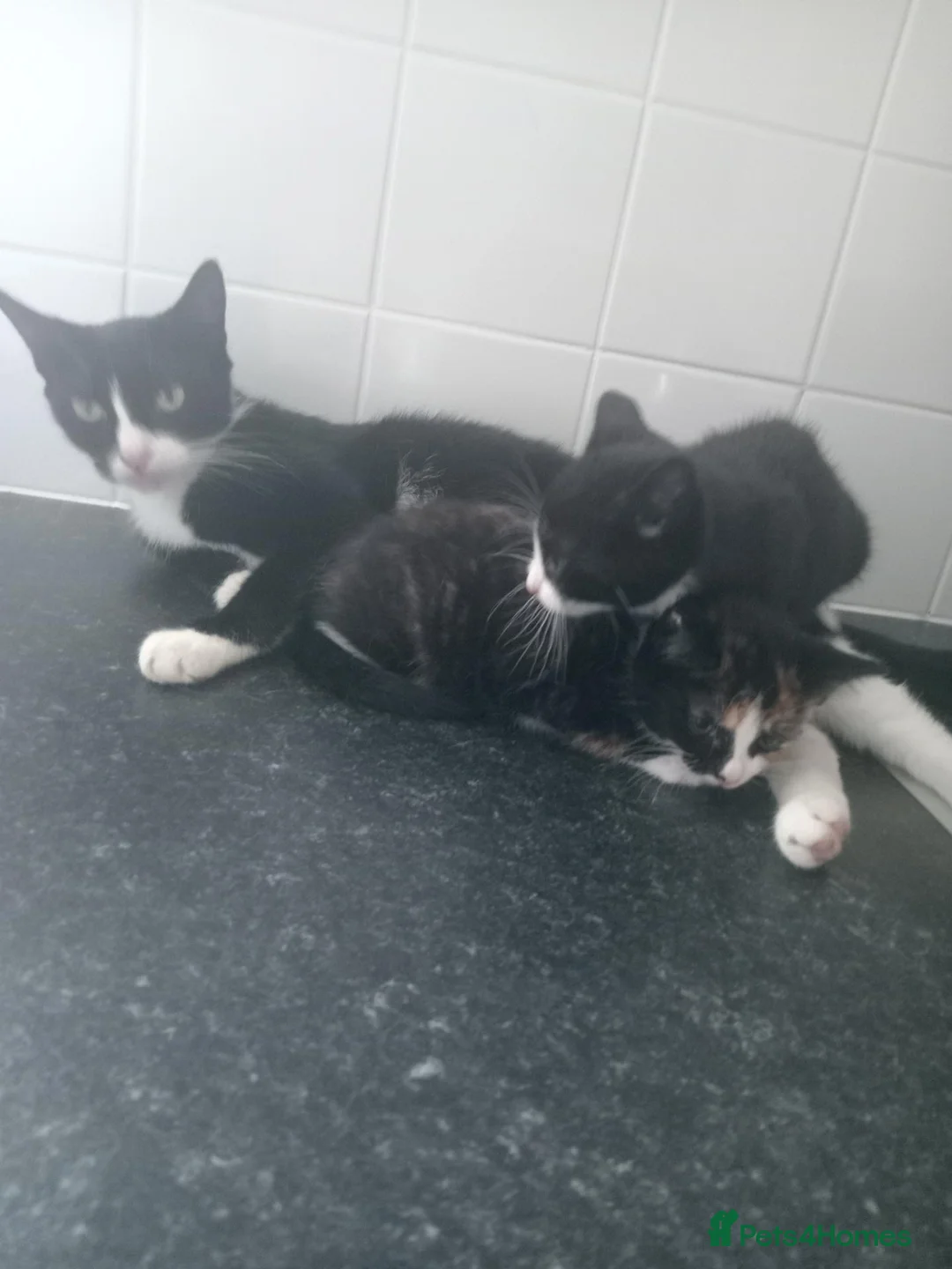 Mixed Breed cats for sale: Beautiful female kitten - Advert 1