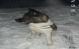 Akita dogs for stud: Akita dog for stud - Image 2