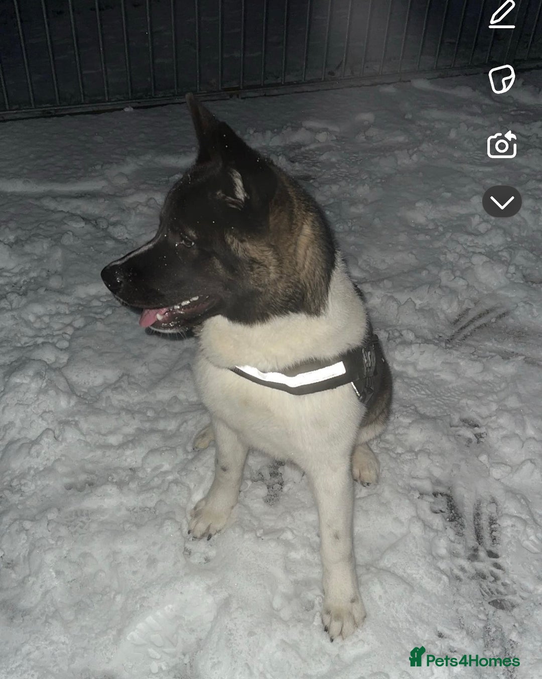 Akita dogs for stud: Akita dog for stud - Image 2