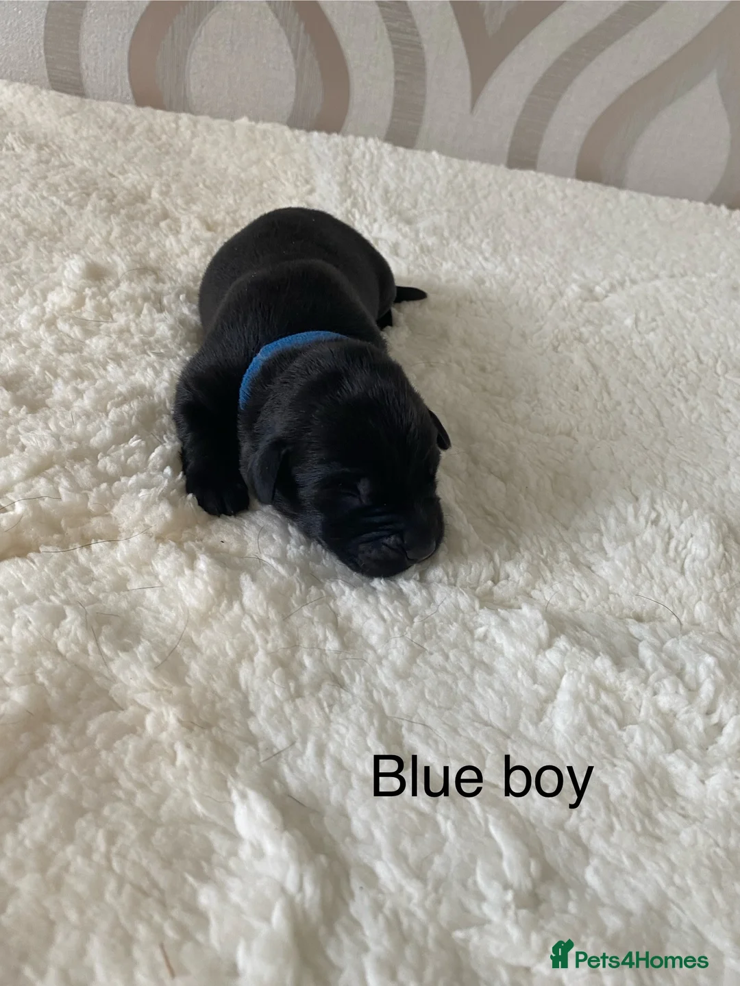 Labrador Retriever dogs for sale: Beautiful KC Registered Labradors - Advert 2