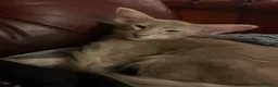 Oriental cats for sale: Beautiful lilac Oriental Longhair tabby boys - Advert 4