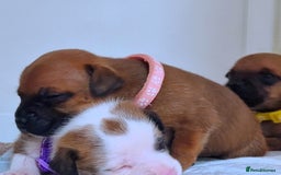 Staffordshire Bull Terrier dogs for sale: SHOW QUAILTY RED STAFF PUPPIES  - Image 16