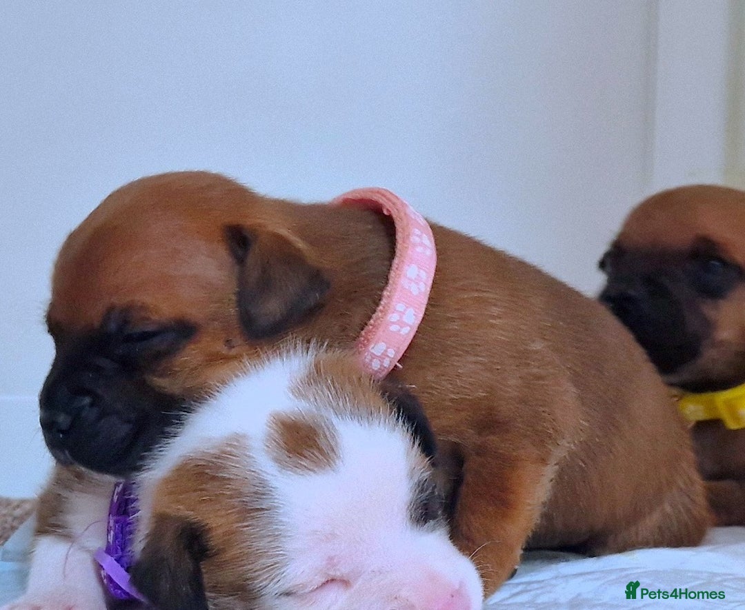 Staffordshire Bull Terrier dogs for sale: SHOW QUAILTY RED STAFF PUPPIES  - Image 16