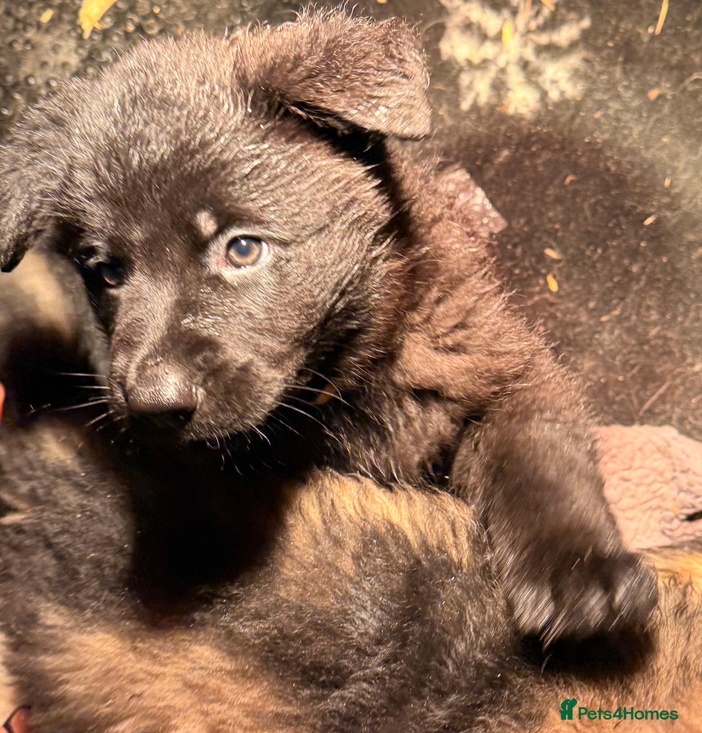 German Shepherd dogs Stunning German shepherds  - Advert 14